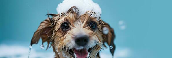 ai generado contento Jack Russell terrier bañera hora con burbujas en pelo, ideal para mascota higiene productos y servicios, en contra un azul fondo foto