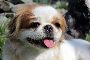 retrato de un hermosa pekinés perro en naturaleza. foto