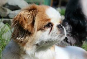 Portrait of a beautiful Pekingese dog in nature. photo