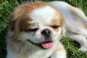 retrato de un hermosa pekinés perro en naturaleza. foto