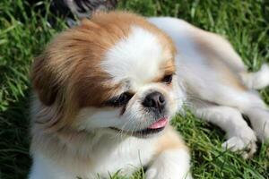 retrato de un hermosa pekinés perro en naturaleza. foto