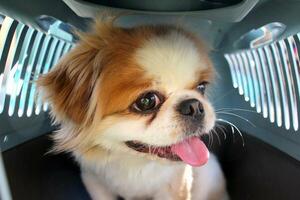 Portrait of a beautiful Pekingese dog in carrier photo