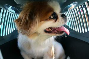 Portrait of a beautiful Pekingese dog in carrier photo