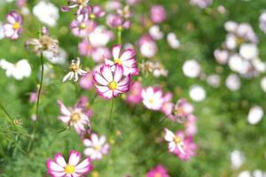 Cosmos flowers bloom in the summer sun. photo