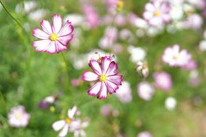 Cosmos flowers bloom in the summer sun. photo