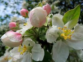 Blossoming flowers and pink buds on a branch of an apple tree closeup photo