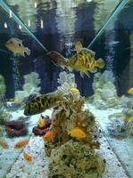 Aquarium With White Soil, Coral And Colored Tropic Fishes Side View photo