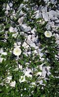 Creeping plants with cute flowers wrap around smooth stones vertical background photo