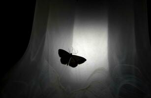 Moth On White Fabric Surface In The Dark photo