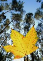 Bright yellow maple leaf against the backdrop of tall pines at sunny autumn day in a park photo