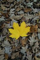 Pattern of withered oak leaves with one bright yellow maple leaf in the middle vertical stock photo