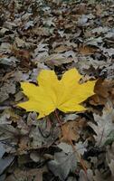 Yellow maple leaf on fallen oak leaves angle view for vertical background photo