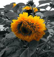 Yellow Flower And Black Leaves Metaphoric Image photo