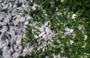 modelo de alpinismo plantas en un blanco mar guijarros naturaleza piedras y plantas antecedentes foto