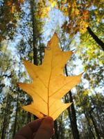 Pattern of withered oak leaves with one bright yellow maple leaf in the middle vertical stock photo