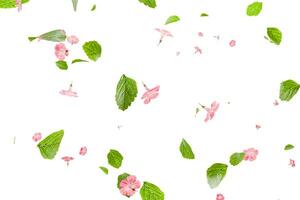 Fresh green leaves with pink flowers flying background photo