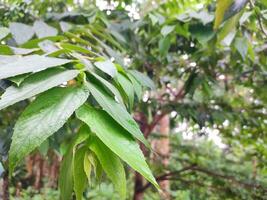 The leaves of the cherry tree are green, watery because of the rain, with a forest in the background photo