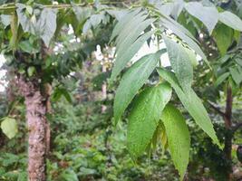 The leaves of the cherry tree are green, watery because of the rain, with a forest in the background photo