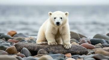 AI generated polar bear in the snow, polar bear in the lake, white bear in the nature, polar bear in the polar regions, close-up of white bear photo