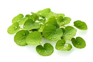 Gotu kola leaves isolated on white background.Generative Ai. photo