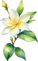 AI generated Watercolor painting of Jasmine flower. Ai-Generated png