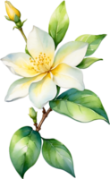 ai generiert Aquarell Gemälde von Jasmin Blume. KI-generiert png