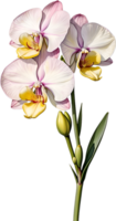 ai generado acuarela pintura de orquídea flor. generado por ai png