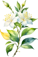 AI generated Watercolor painting of Jasmine flower. Ai-Generated png