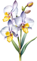 ai generado acuarela pintura de orquídea flor. generado por ai png