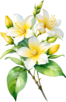 AI generated Watercolor painting of Jasmine flower. Ai-Generated png