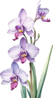 ai generato acquerello pittura di orchidea fiore. ai-generato png