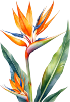 AI generated Watercolor painting of Bird-of-Paradise flower. Ai-Generated png