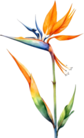 AI generated Watercolor painting of Bird-of-Paradise flower. Ai-Generated png