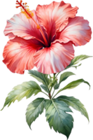 AI generated Watercolor painting of Hibiscus flower. Ai-Generated png