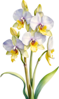 ai generado acuarela pintura de orquídea flor. generado por ai png