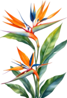 AI generated Watercolor painting of Bird-of-Paradise flower. Ai-Generated png