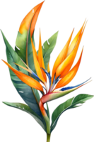 AI generated Watercolor painting of Bird-of-Paradise flower. Ai-Generated png