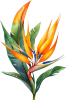 AI generated Watercolor painting of Bird-of-Paradise flower. Ai-Generated png