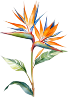 AI generated Watercolor painting of Bird-of-Paradise flower. Ai-Generated png