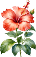 AI generated Watercolor painting of Hibiscus flower. Ai-Generated png