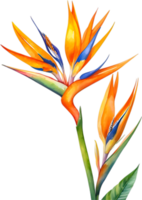 AI generated Watercolor painting of Bird-of-Paradise flower. Ai-Generated png