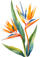 AI generated Watercolor painting of Bird-of-Paradise flower. Ai-Generated png