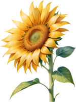 AI generated Watercolor painting of Sunflower. Ai-Generated png