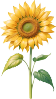 AI generated Watercolor painting of Sunflower. Ai-Generated png