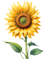 AI generated Watercolor painting of Sunflower. Ai-Generated png