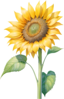 AI generated Watercolor painting of Sunflower. Ai-Generated png