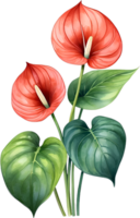 ai gegenereerd waterverf schilderij van anthurium bloem. ai-gegenereerd png