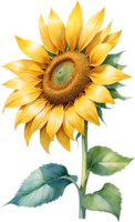 AI generated Watercolor painting of Sunflower. Ai-Generated png