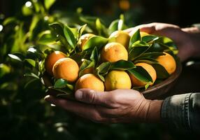 AI generated Farmer's hands showing freshly harvested oranges. photo