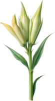 AI generated Watercolor painting of Okra flower. Ai-Generated png